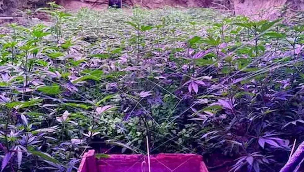 Бугарска фабрика канабис