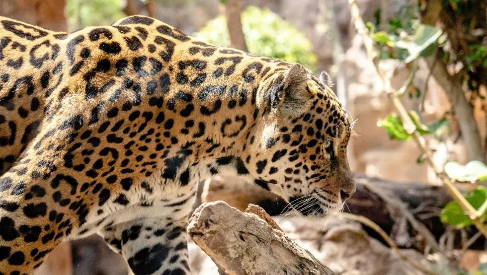 Ријетки јагуар снимљен након 10 година у високим планинама