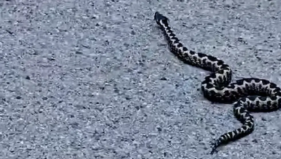 (ВИДЕО) Поново снимљен поскок на Бањ брду