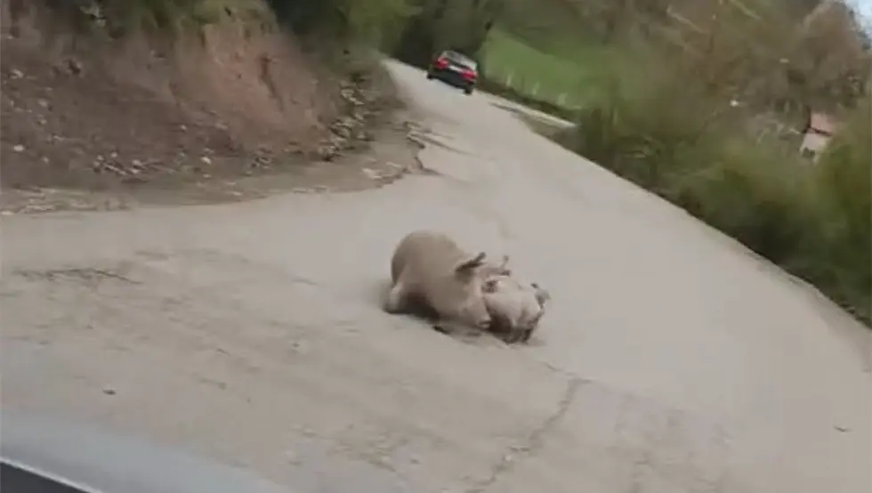 опрасила се крмача на путу фоча - шћепан поље