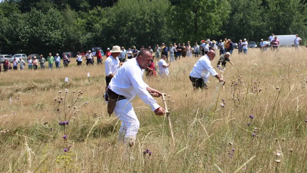 Петровац Дринић