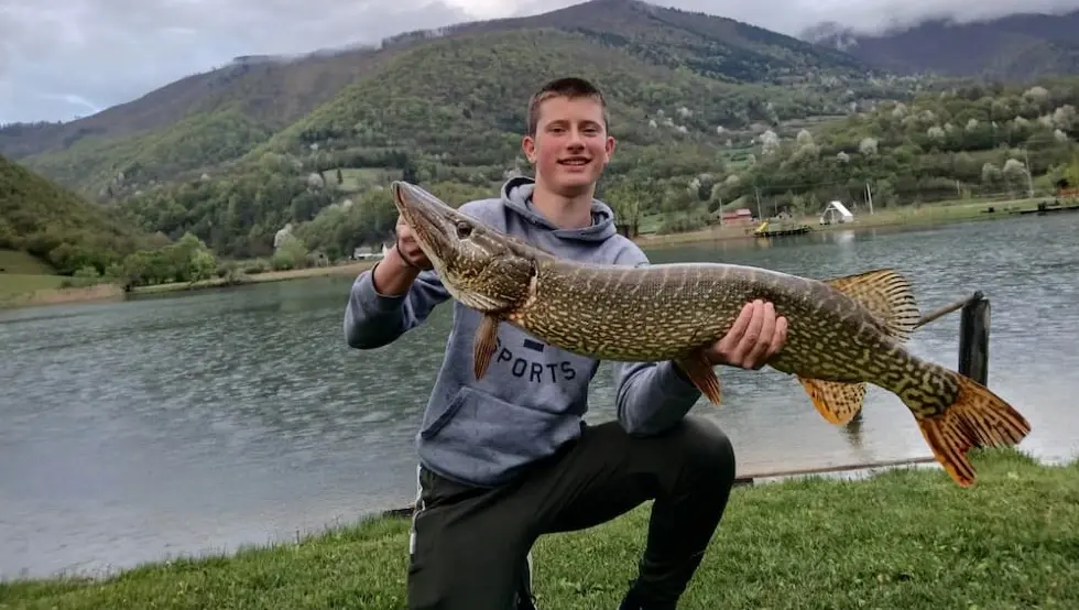 Никола Савић