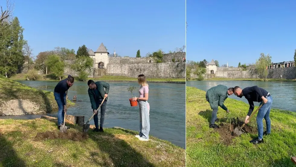 Млади саде Врбе