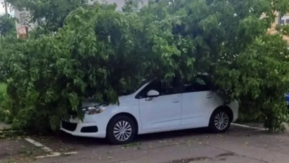 Дрво пало на аутомобил у Бањалуци