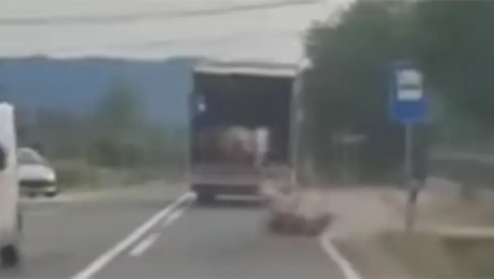 Овце искакале на пут