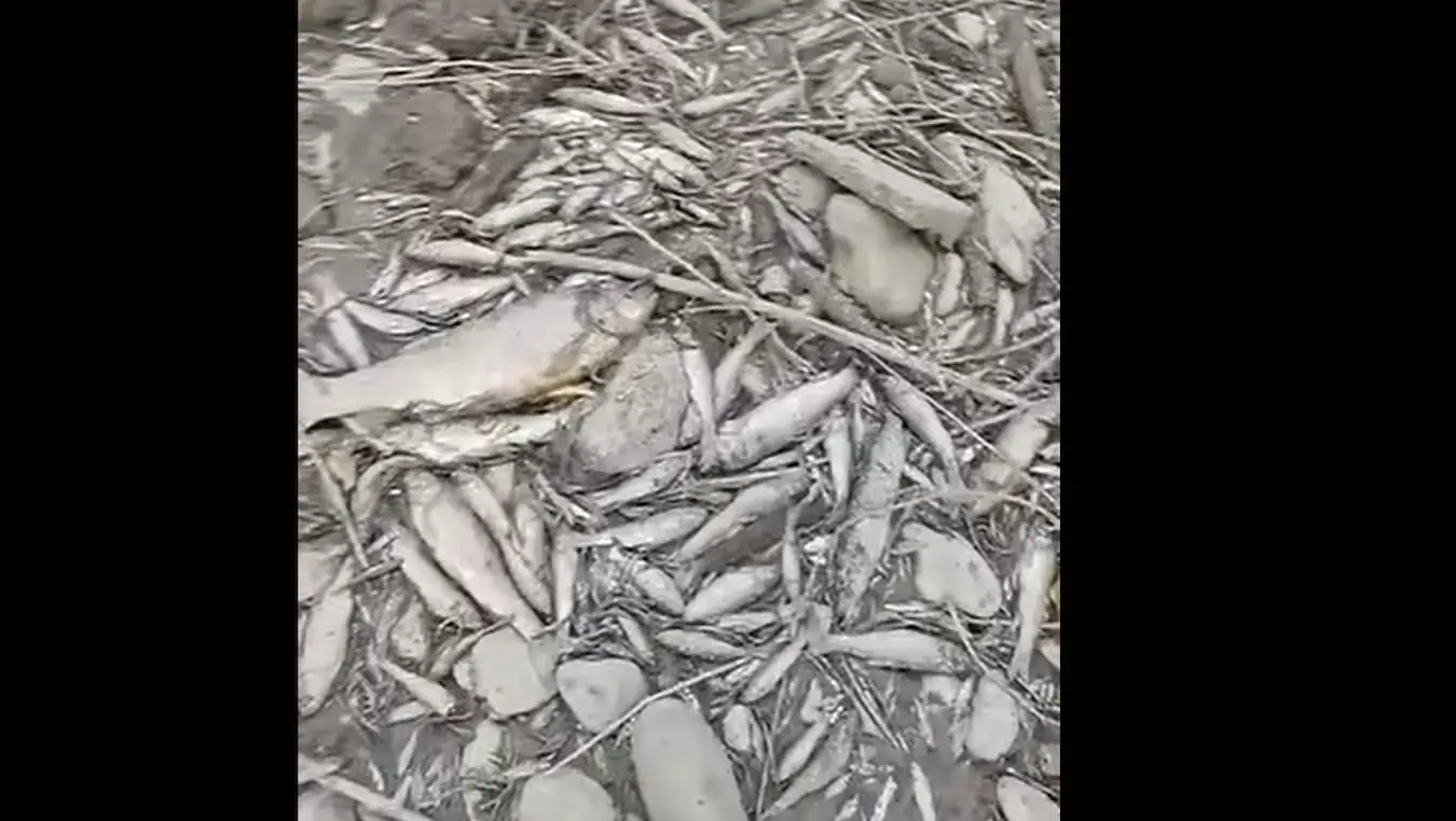 риба лакташи
