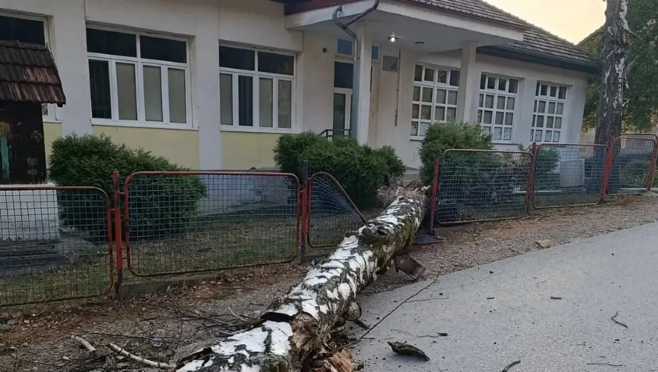 Замало трагедија у Дебељацима: Огромно стабло пало испред школе
