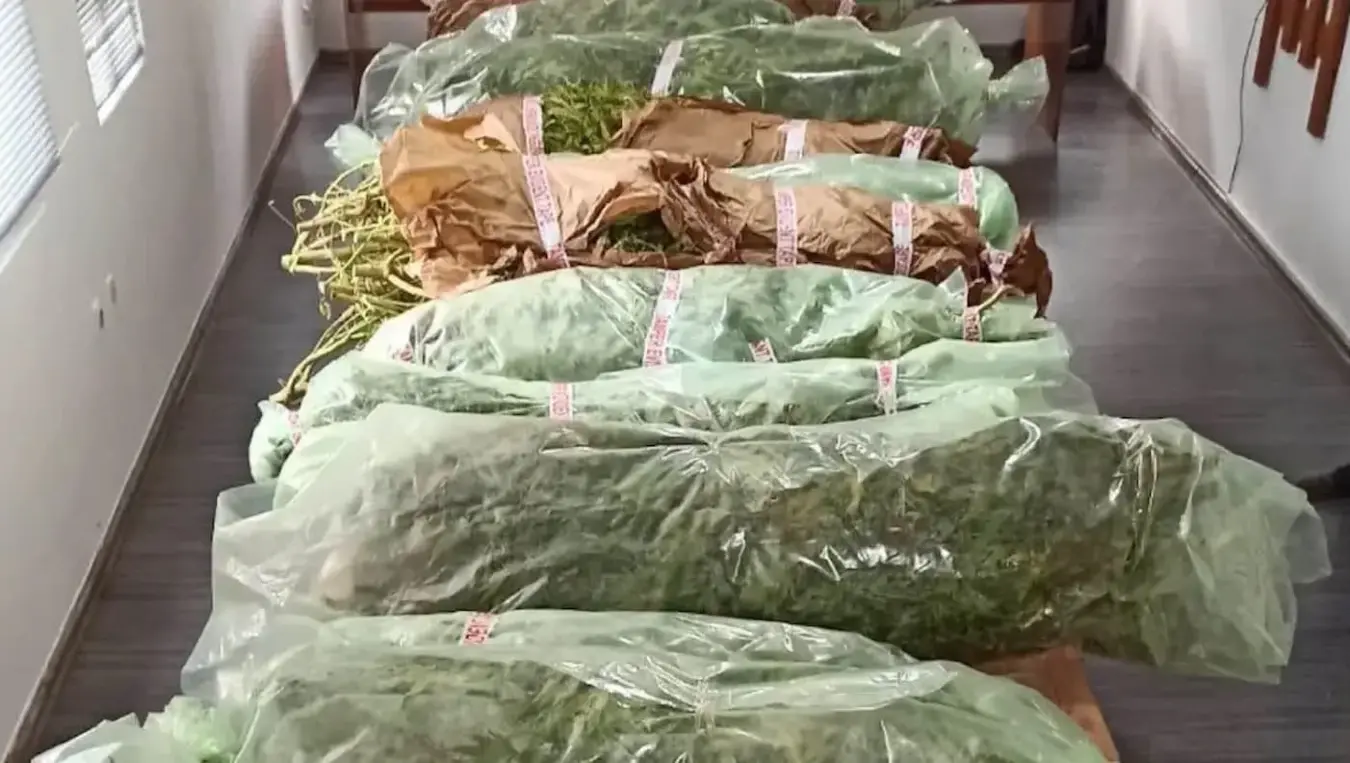 Узгајали марихуану на њиви код Сребренице: Подигнута оптужница против Орашанина и Митровића
